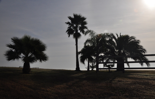 palms along Todville Road, Seabrook